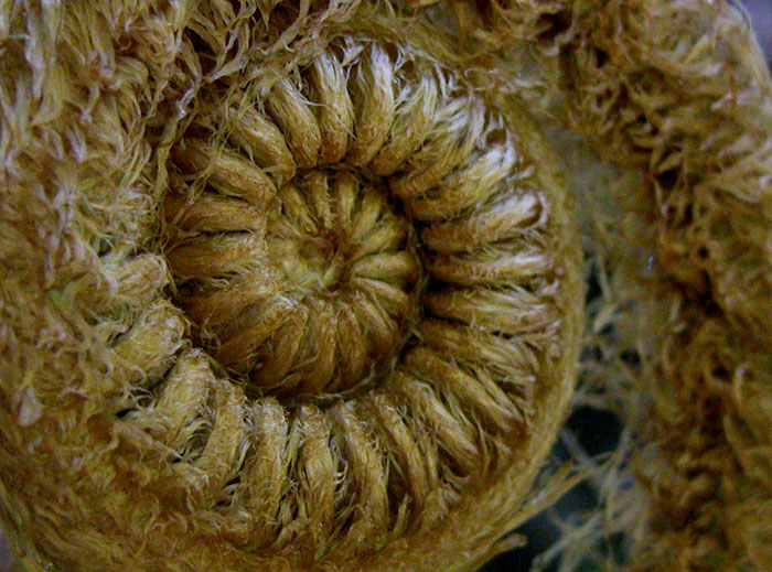 Cibotium glaucum, Hapuu tree fern — upright evergreen (Cibotiaceae) (image 1 of 10)
