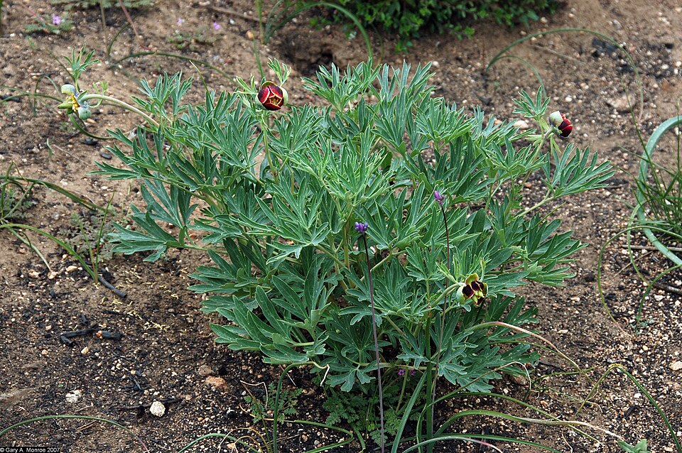 Paeonia californica (California Peony) (alternate view 10)