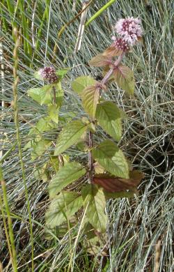 Mentha aquatica (watermint)