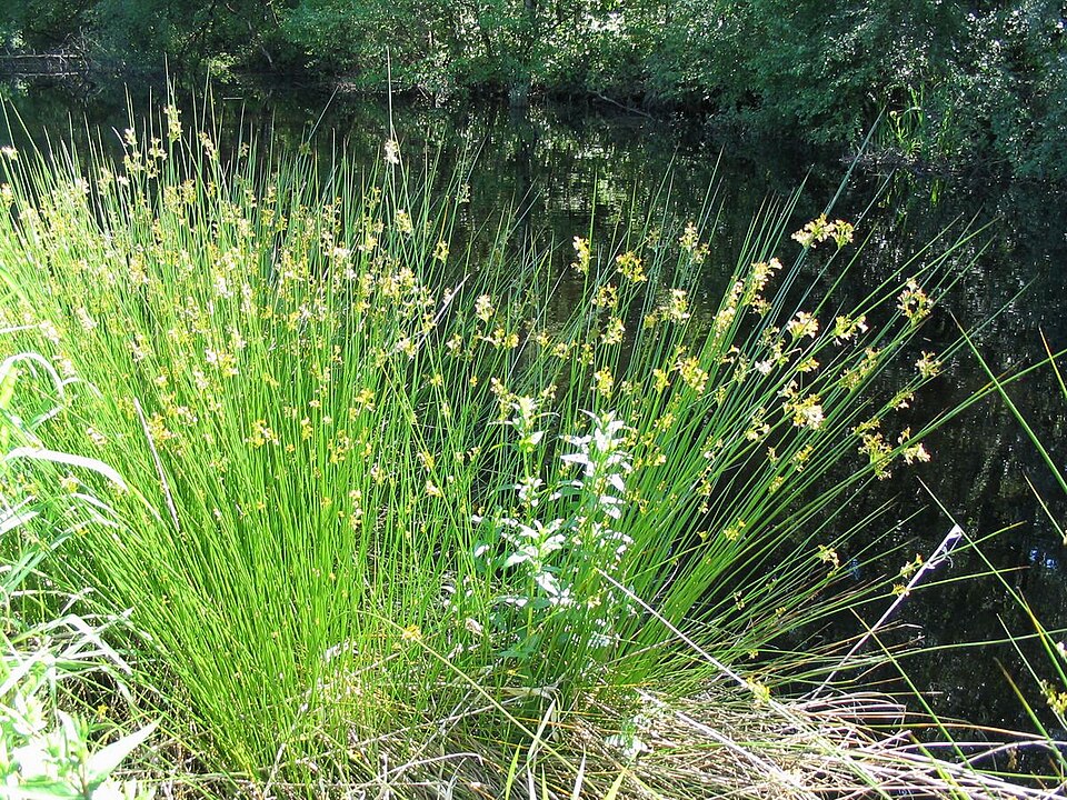 Juncus effusus (soft rush) (alternate view 7)