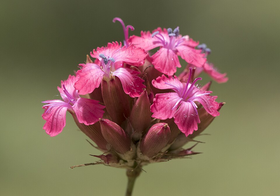 Dianthus cruentus (alternate view 7)