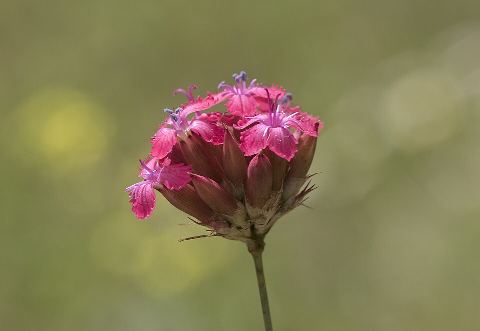 Dianthus cruentus (alternate view 8)
