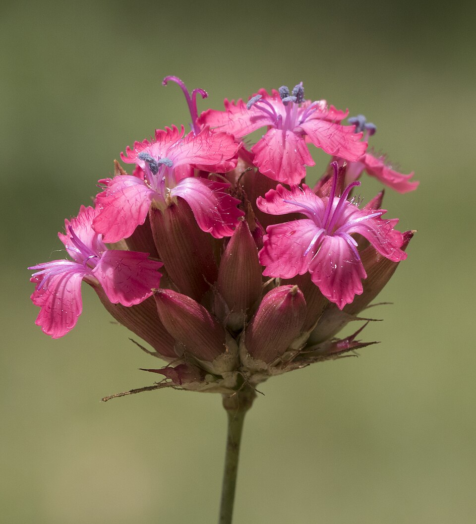 Dianthus cruentus (alternate view 9)