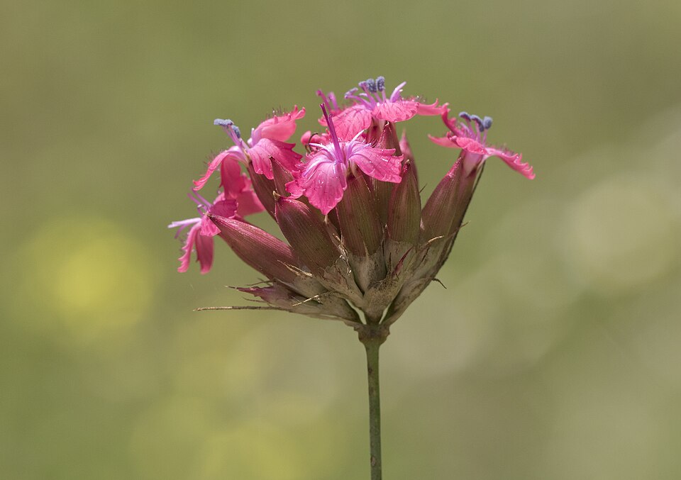 Dianthus cruentus (alternate view 10)