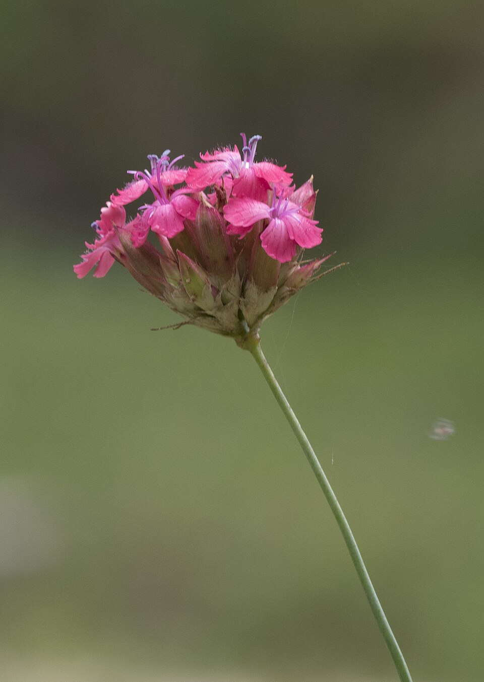Dianthus cruentus (alternate view 11)