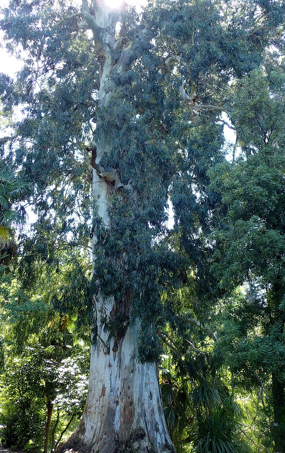 Eucalyptus viminalis (manna gum) (alternate view 4)