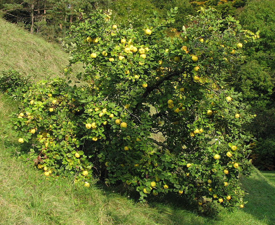 Cydonia oblonga (Quince) (alternate view 4)