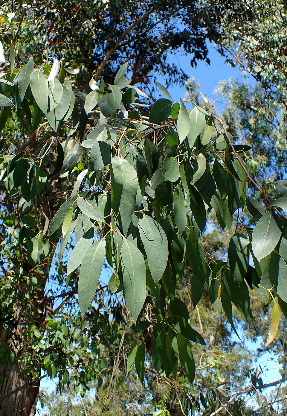 Eucalyptus ovata (Swamp Gum) (alternate view 7)