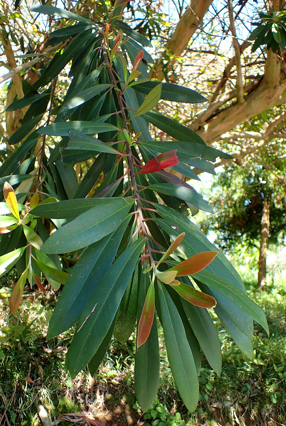 Tristaniopsis laurina (Water Gum) (alternate view 9)