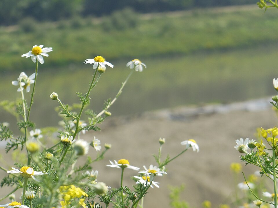Matricaria (German chamomiles and pineapple-weeds) (alternate view 2)