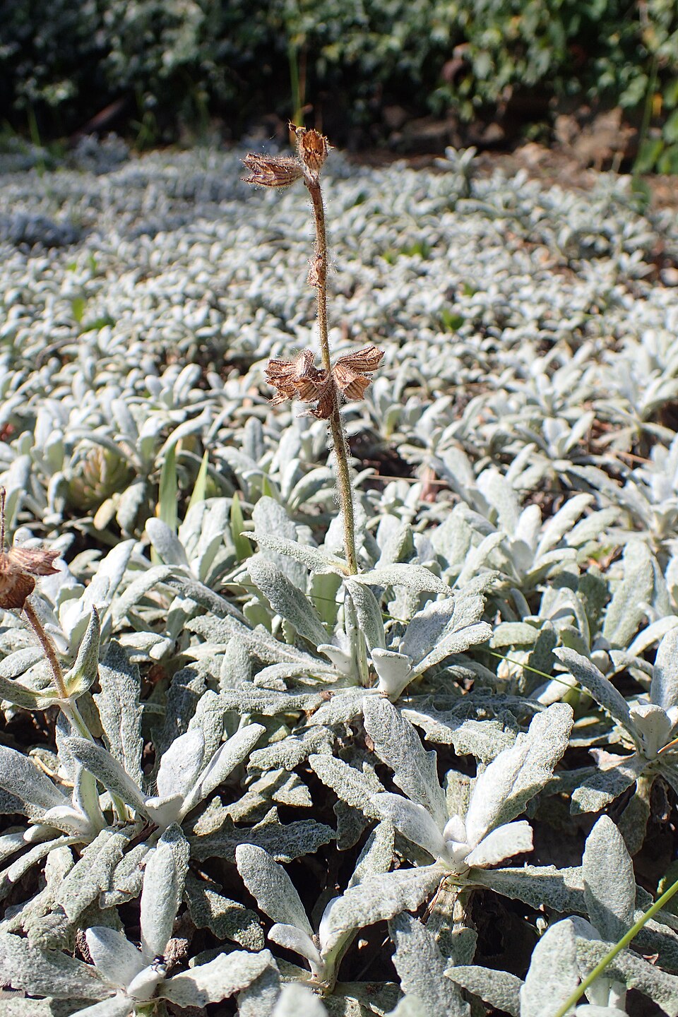 Salvia canescens var. daghestanica (Daghestan Sage) (alternate view 6)