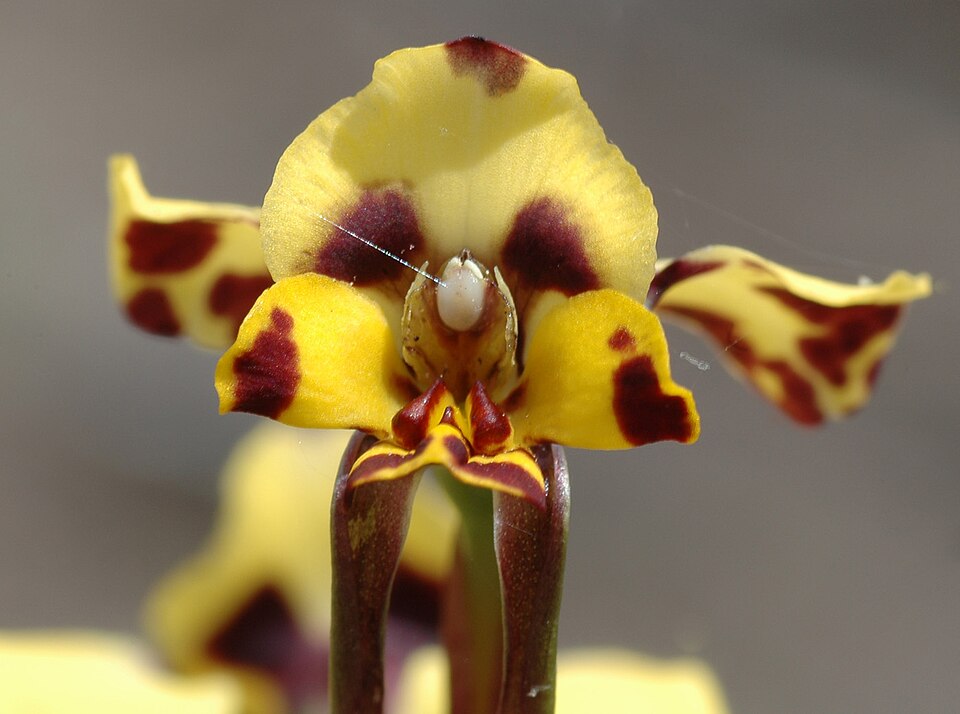 Diuris pardina (Leopard Orchid) (alternate view 2)