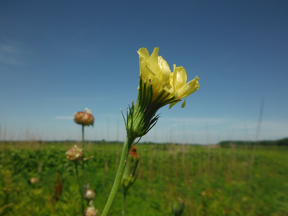 Pyrrhopappus carolinianus (Carolina desert-chicory) (alternate view 2)