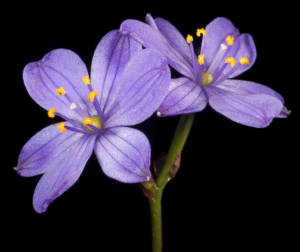 Chamaescilla corymbosa (Blue Stars) (alternate view 2)