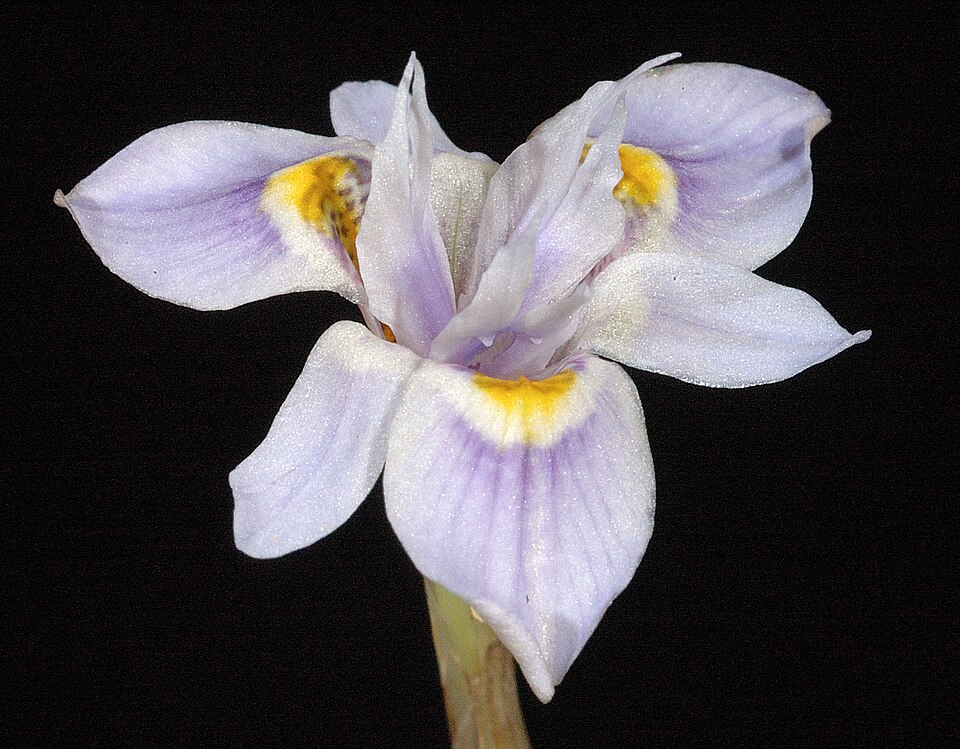 Moraea setifolia (Paper Glasstulp) (alternate view 9)