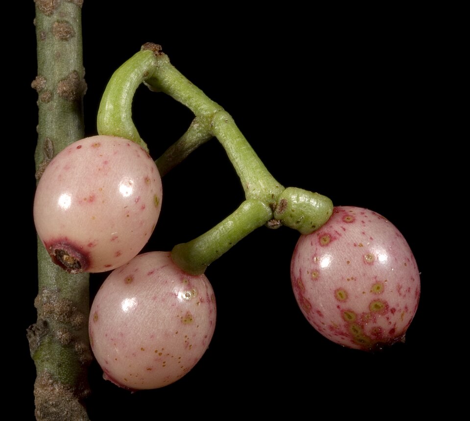 Amyema preissii (wireleaf mistletoe) (alternate view 2)