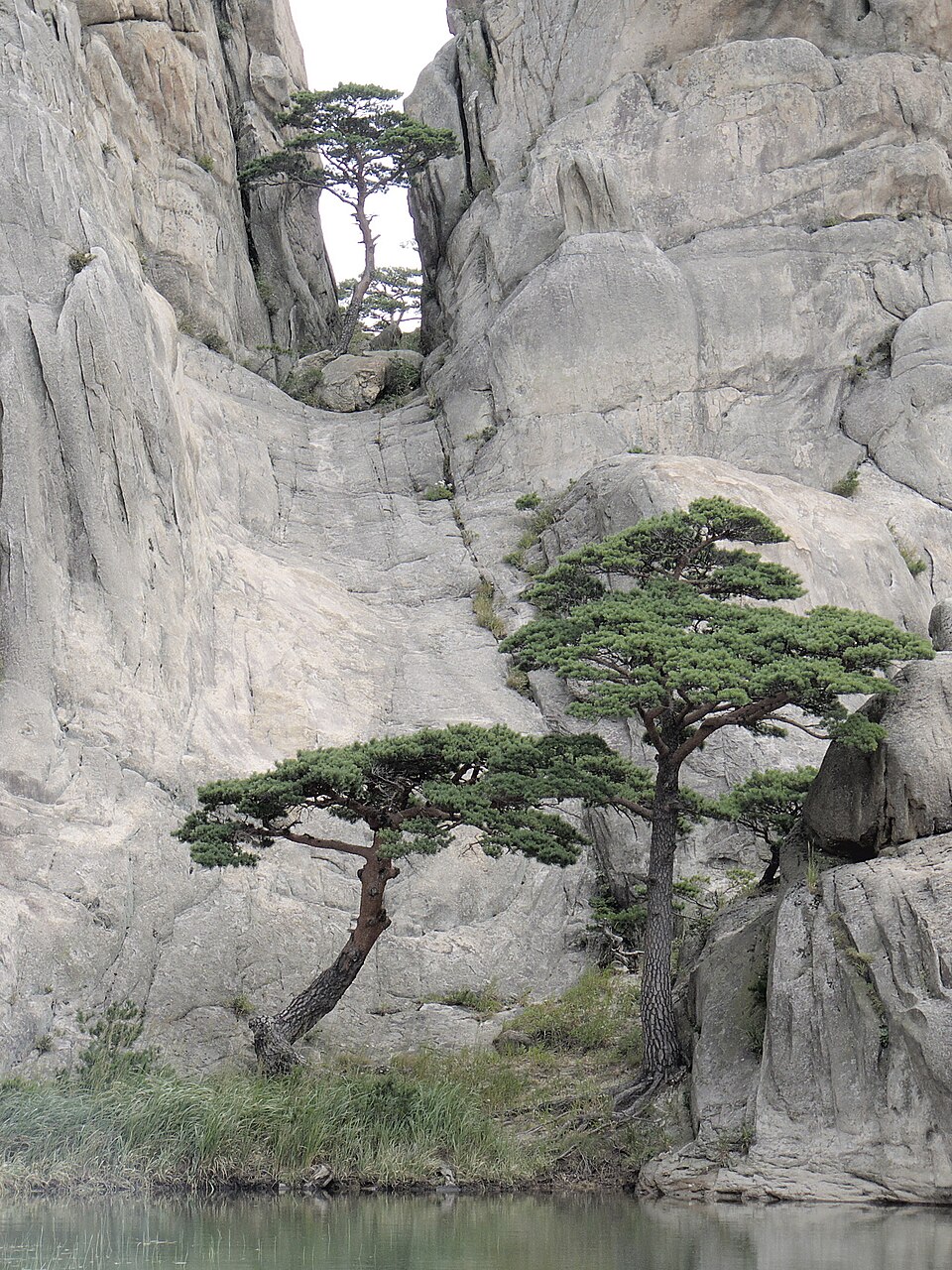Pinus densiflora (Japanese Red Pine) (alternate view 11)
