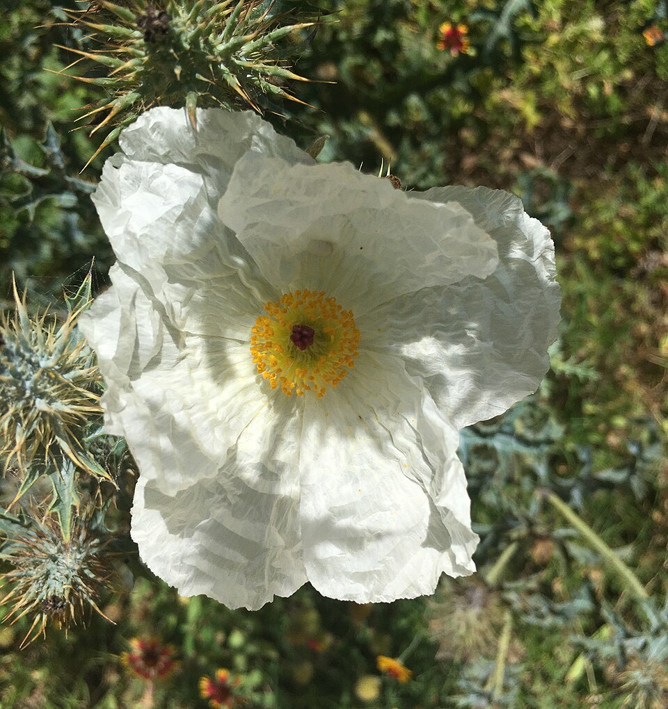Argemone albiflora (white prickly poppy) (alternate view 6)