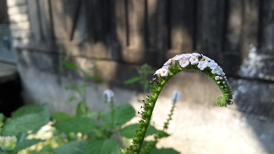 Heliotropium (Heliotropes) (alternate view 3)