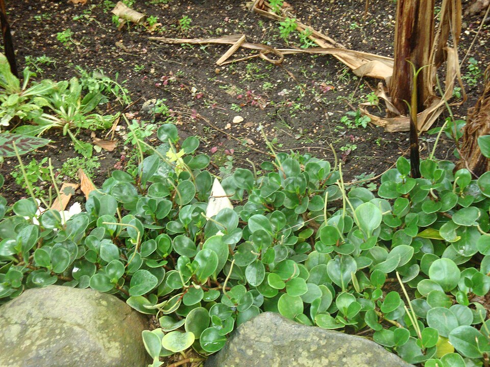 Peperomia obtusifolia (Baby Rubber Plant) (alternate view 6)