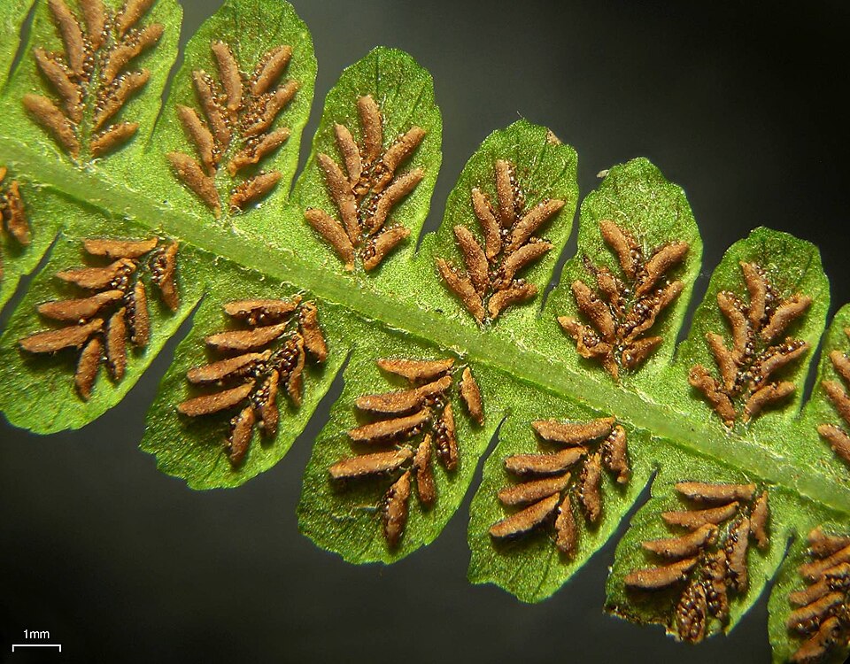 Deparia acrostichoides (silvery glade fern) (alternate view 4)