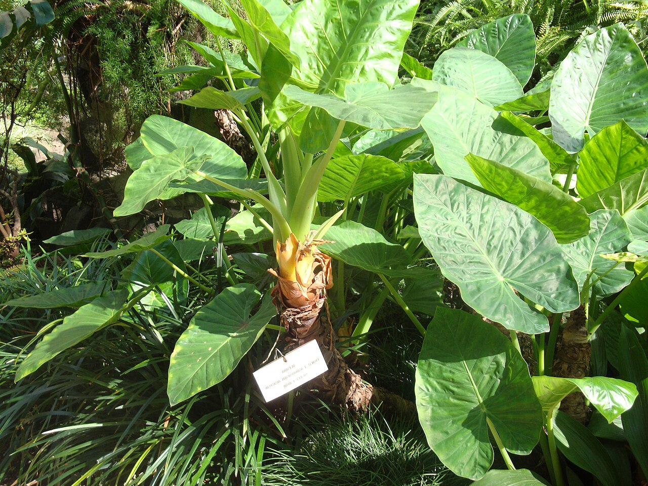 Alocasia macrorrhizos, Giant taro — upright evergreen (Araceae) (image 5 of 8)