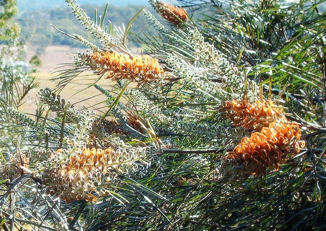 Grevillea 'Honey Gem', Honey Gem grevillea — upright evergreen (Proteaceae) (image 5 of 5)