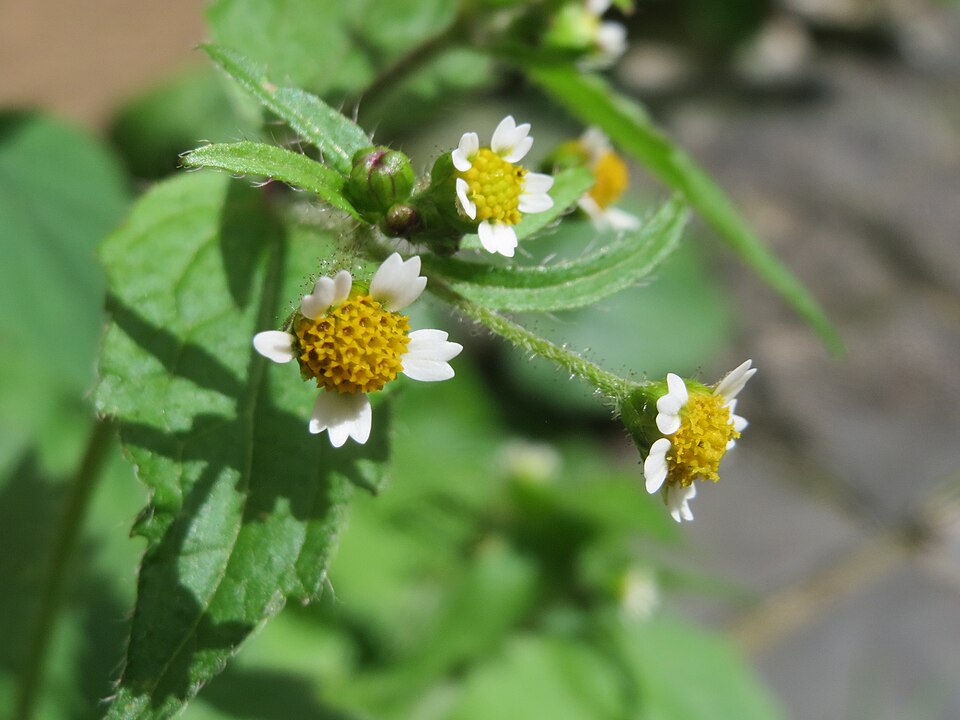 Galinsoga quadriradiata (shaggy soldier)