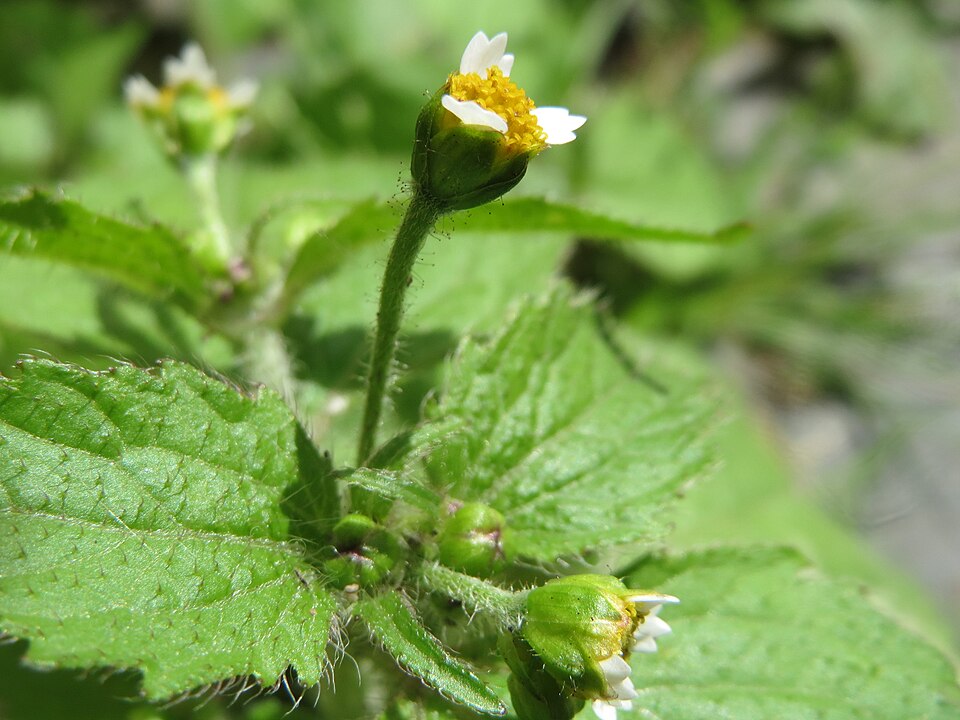 Galinsoga quadriradiata (shaggy soldier)