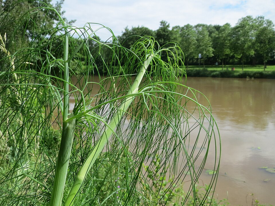 Anethum graveolens (Dill) (alternate view 8)