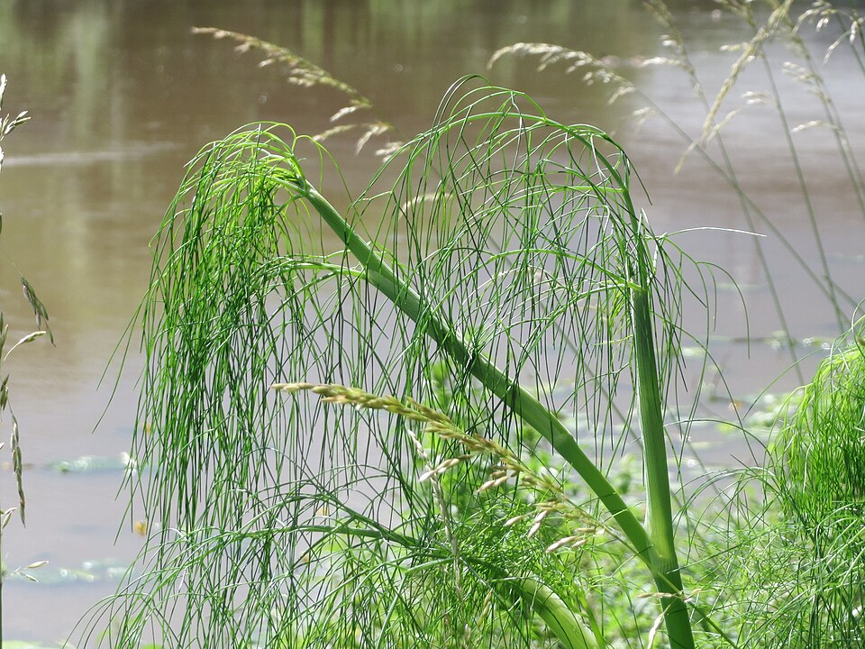 Anethum graveolens (Dill) (alternate view 9)