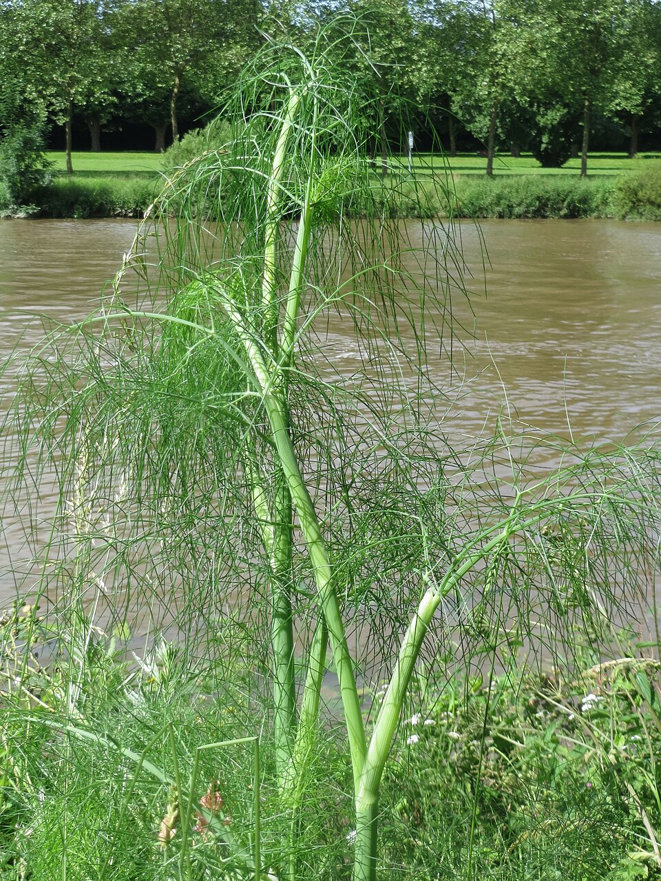 Anethum graveolens (Dill) (alternate view 10)