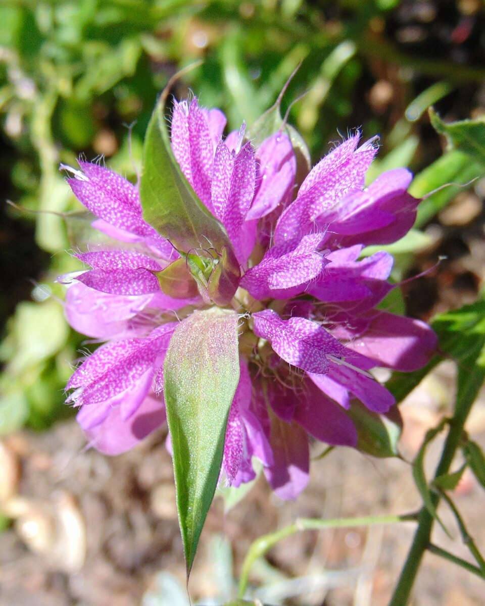 Monarda citriodora (lemon beebalm)