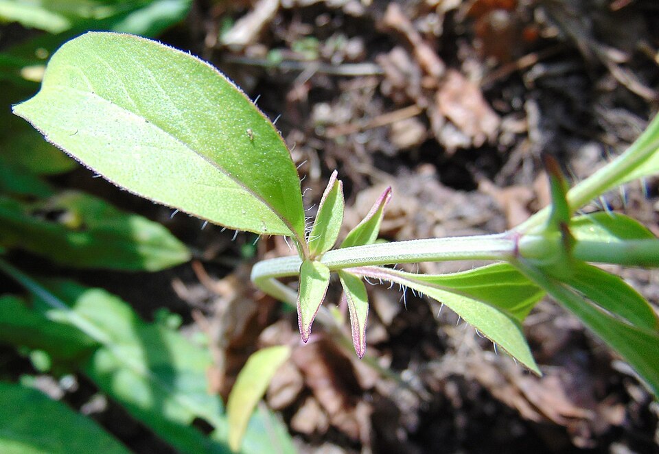 Monarda citriodora (lemon beebalm)