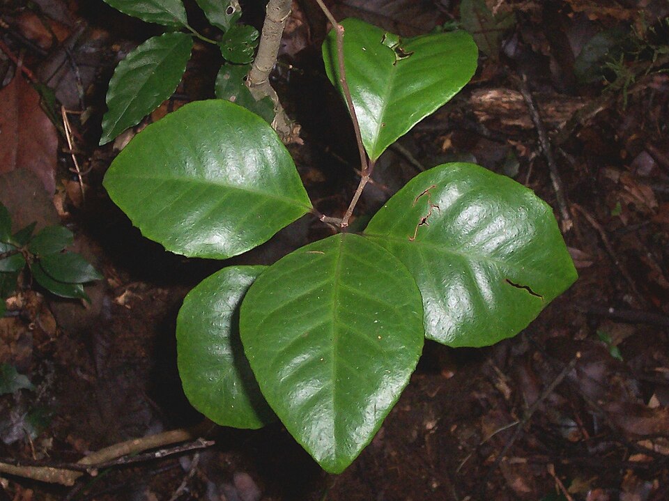 Embelia australiana (Embelia)