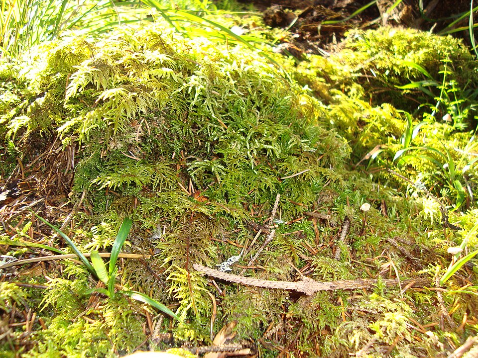Pleurozium schreberi (Red-stemmed Feather Moss)