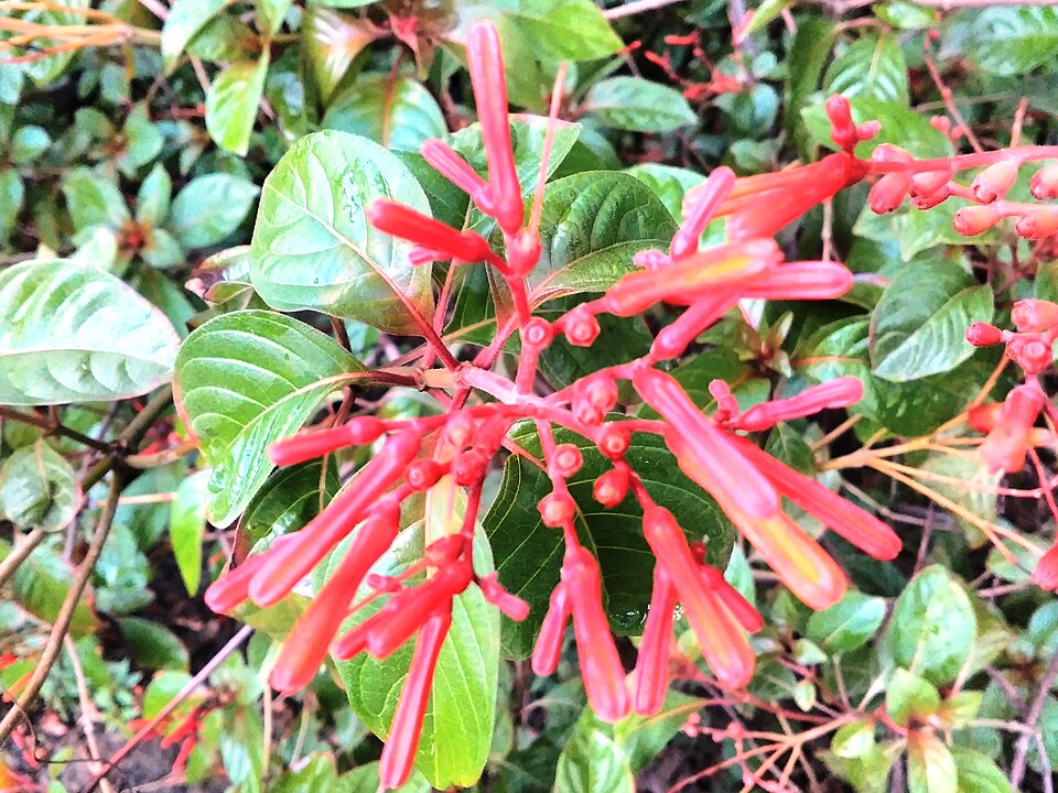 Hamelia (alternate view 3)