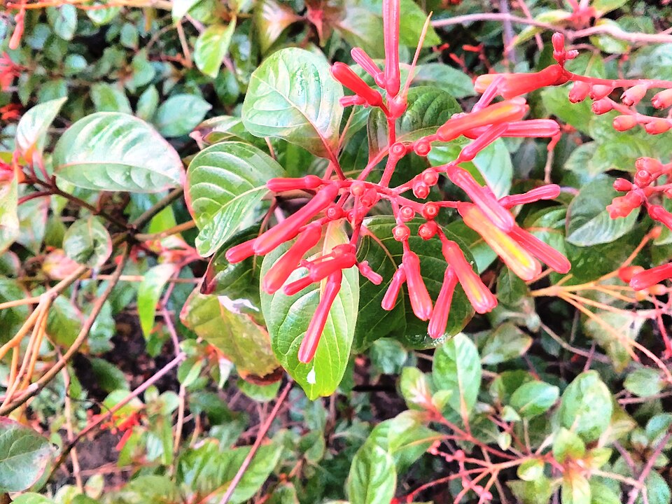 Hamelia (alternate view 4)