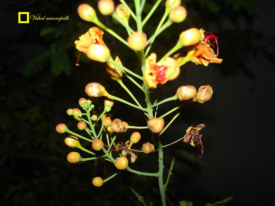 Caesalpinia (alternate view 3)