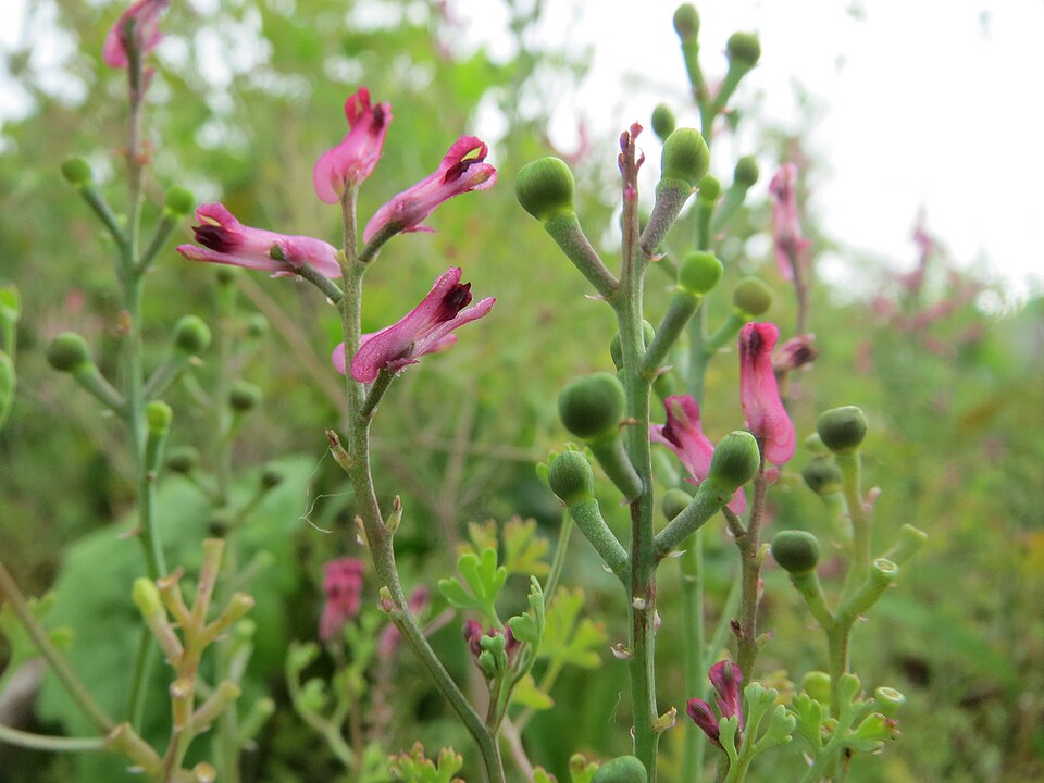 Fumaria officinalis (Common Fumitory)