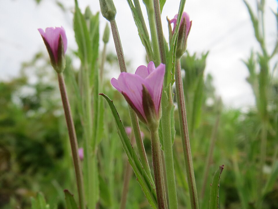 Epilobium ciliatum (common willowherb (native)) (alternate view 9)
