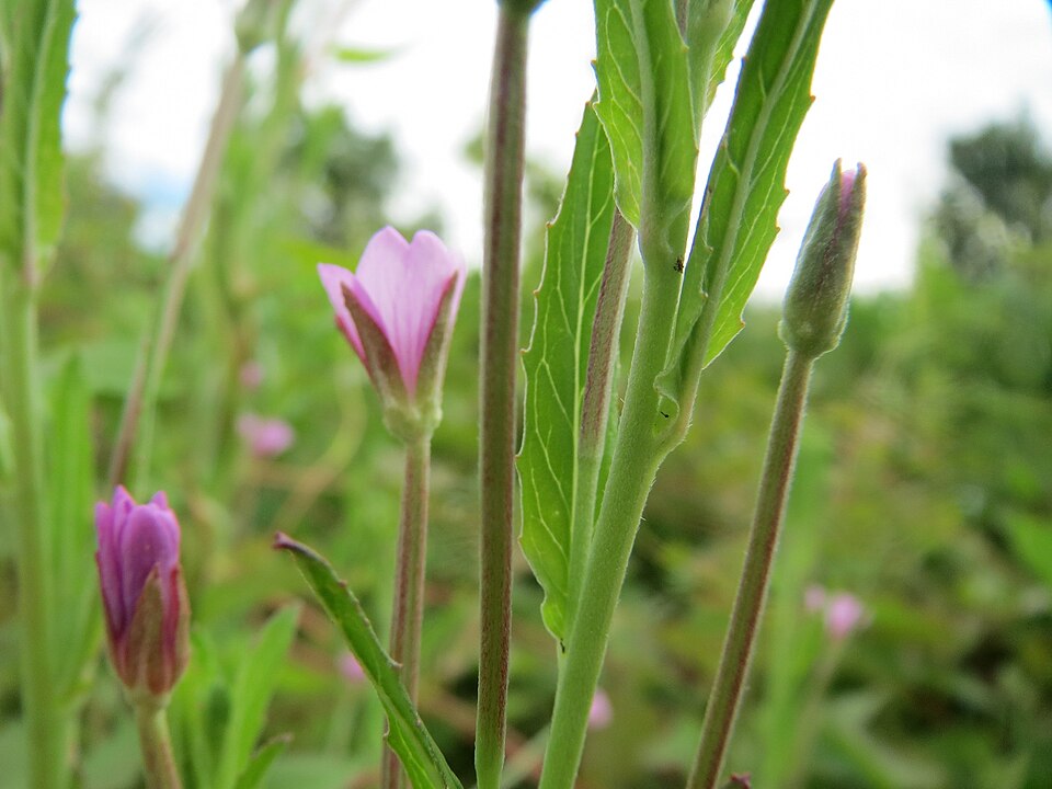 Epilobium ciliatum (common willowherb (native)) (alternate view 10)