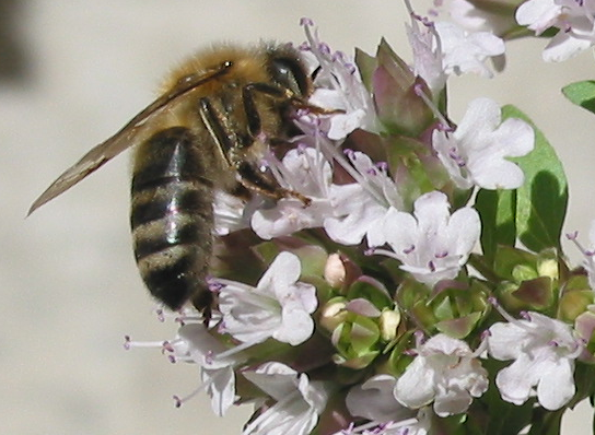 Origanum majorana (Sweet Marjoram) (alternate view 6)