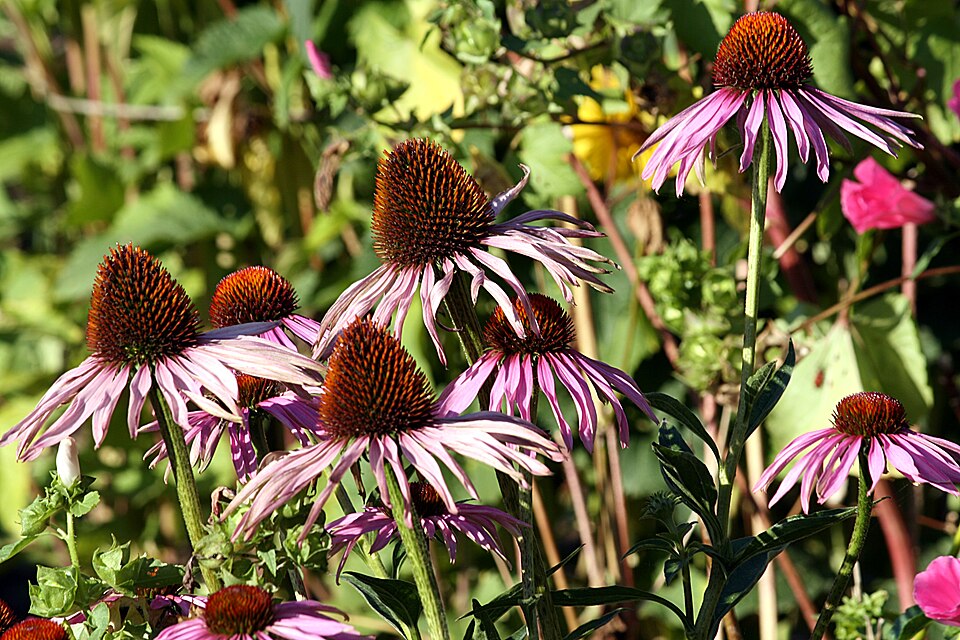 Echinacea purpurea (Purple Coneflower) (alternate view 7)
