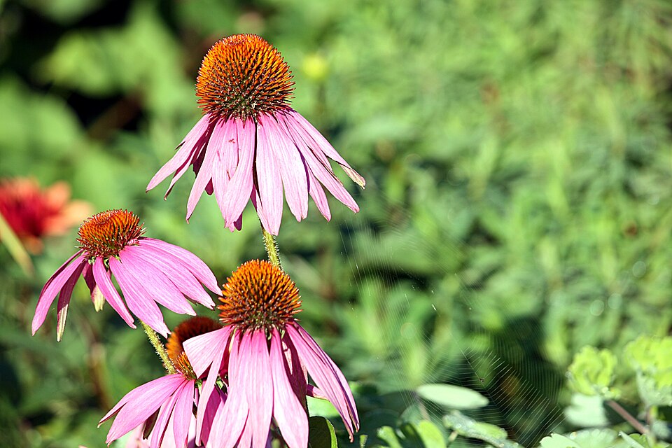 Echinacea purpurea (Purple Coneflower) (alternate view 8)