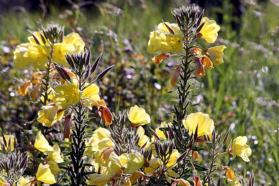 Oenothera glazioviana (Large-flowered Evening-primrose)
