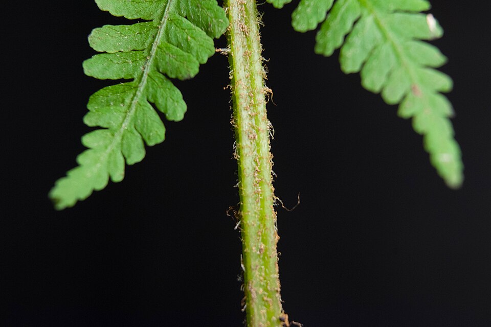 Deparia acrostichoides (silvery glade fern) (alternate view 6)