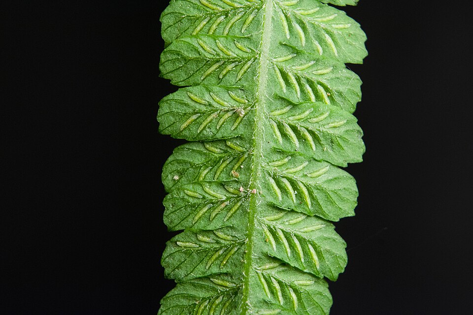 Deparia acrostichoides (silvery glade fern) (alternate view 7)
