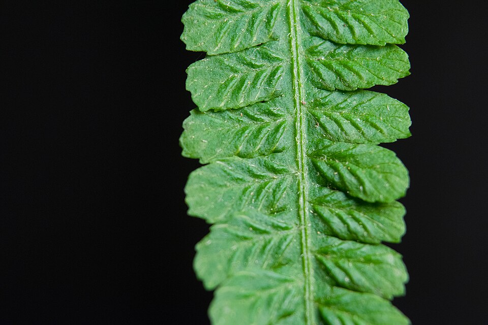Deparia acrostichoides (silvery glade fern) (alternate view 8)