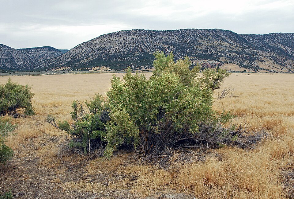 Sarcobatus vermiculatus (Greasewood) (alternate view 7)